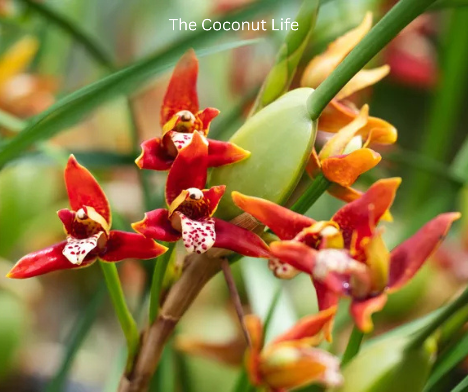A coconut orchid plant, also known as a maxillaria tenuifolia.