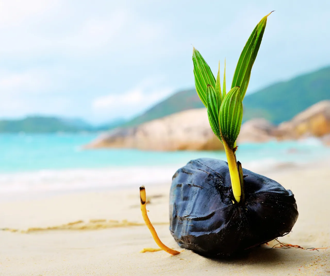A coconut sprouting on the beach.